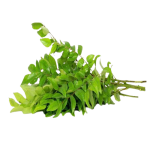 Curry Leaves