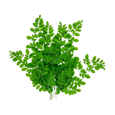Drumstick Leaves